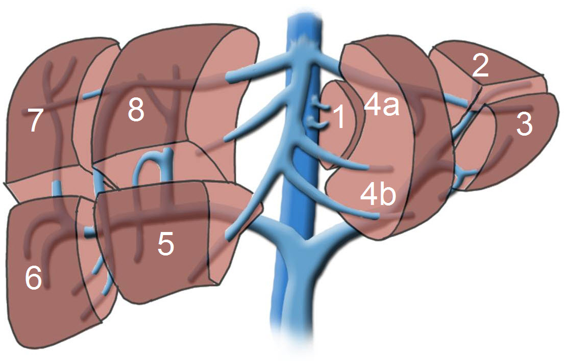 liver segments - ILLab258